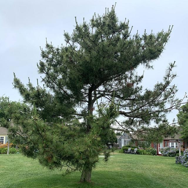 Japanese Black Pine Tree
