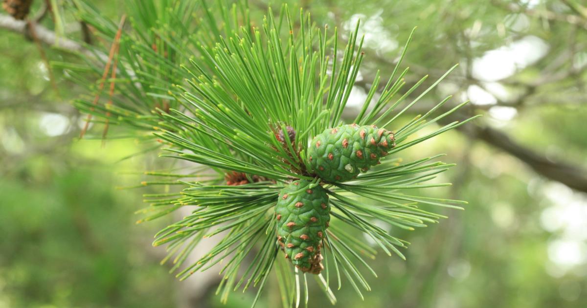 Japanese Black Pine