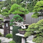 Japanese Bonsai Garden