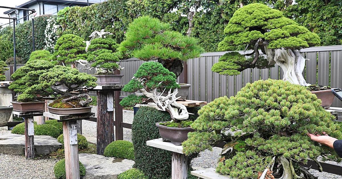 Japanese Bonsai Garden