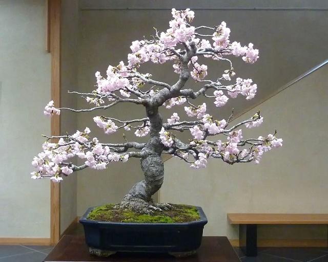 Japanese Cherry Bonsai