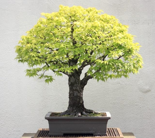 Japanese Elm Bonsai