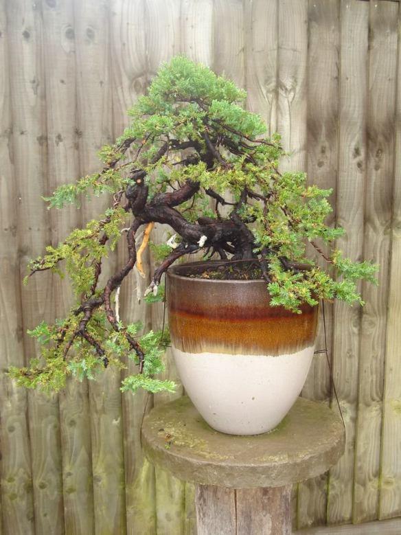 Japanese Garden Juniper Prune