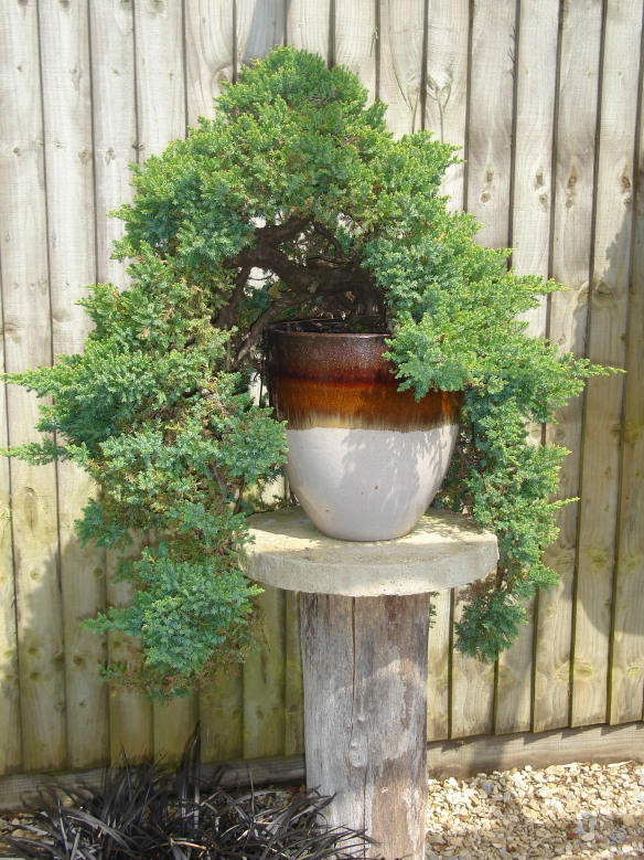 Japanese Garden Juniper