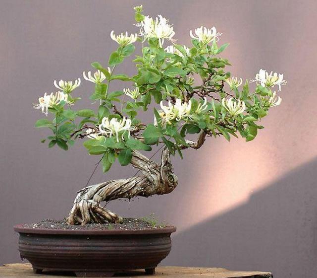 Japanese Honeysuckle Bonsai