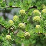 Japanese Larch