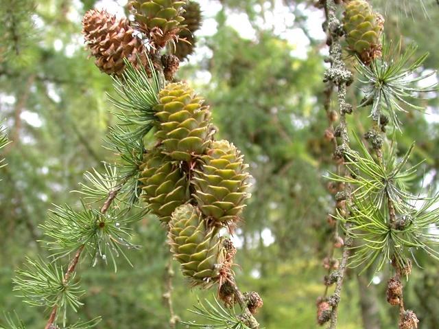 Japanese Larch Fruit