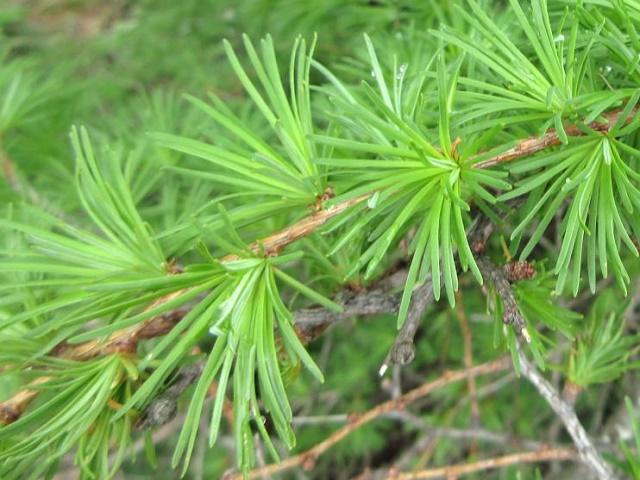 Japanese Larch Leaves