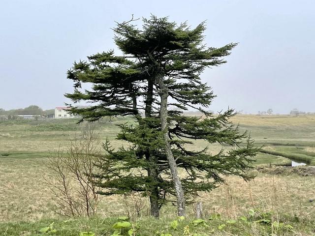 Japanese Larch Tree