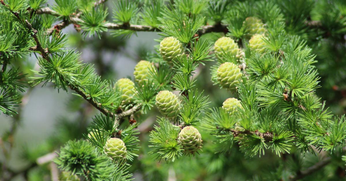Japanese Larch