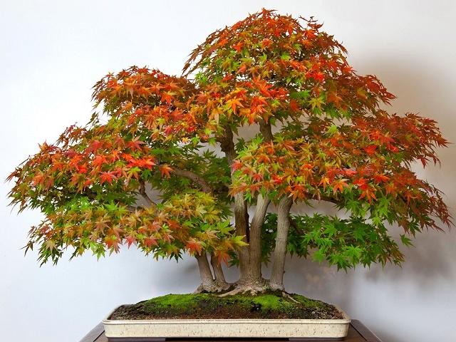 Japanese Maple Bonsai