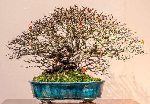 Japanese Quince Bonsai