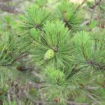 Japanese Red Pine