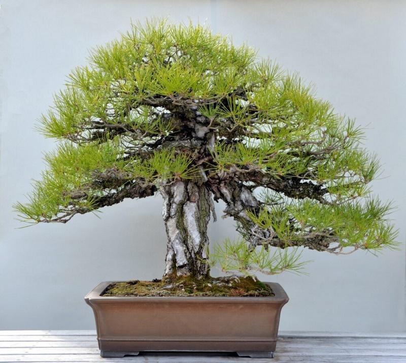 Japanese Red Pine Bonsai