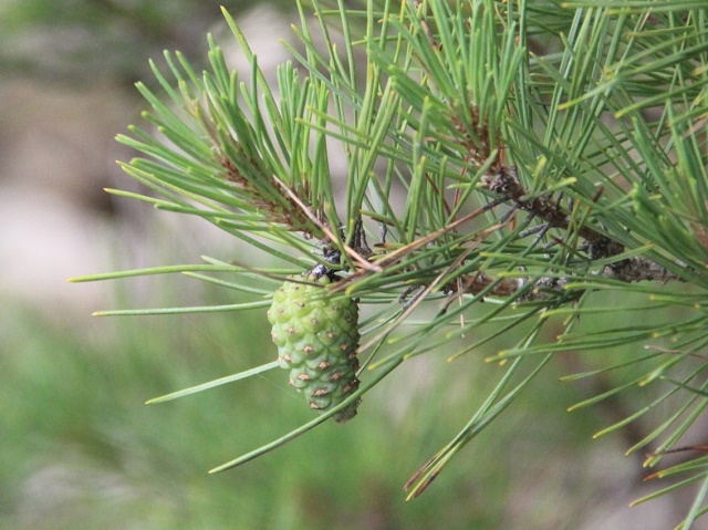 Japanese Red Pine Fruit