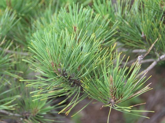 Japanese Red Pine Leaves