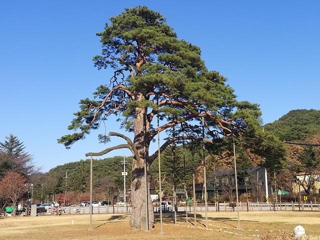 Japanese Red Pine Tree