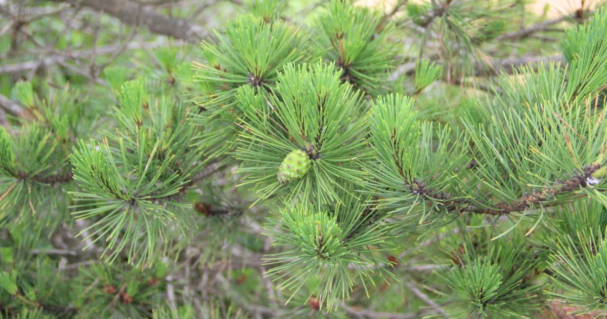 Japanese Red Pine