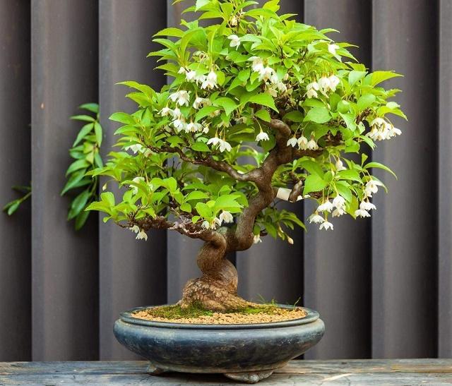 Japanese Snowbell Bonsai
