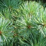 Repotting Japanese White Pine