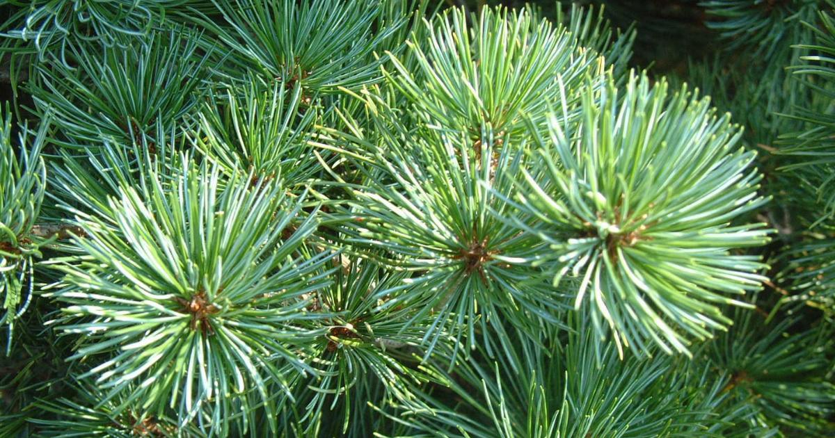 Repotting Japanese White Pine