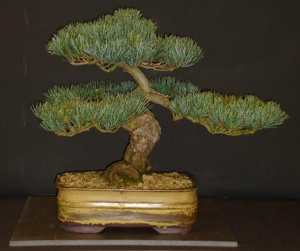 Japanese White Pine