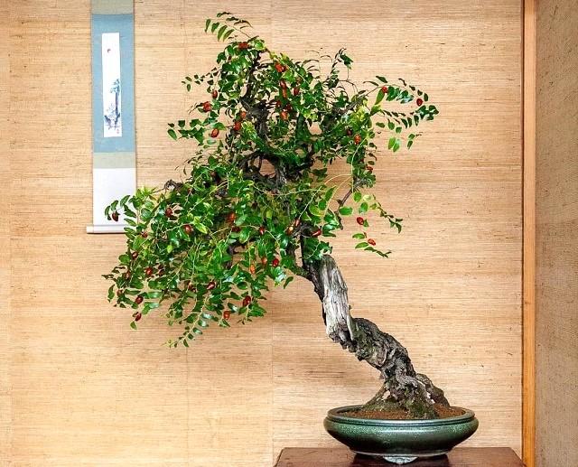 Chinese Jujube Bonsai