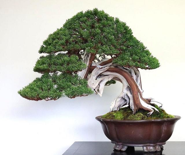 Juniper Bonsai