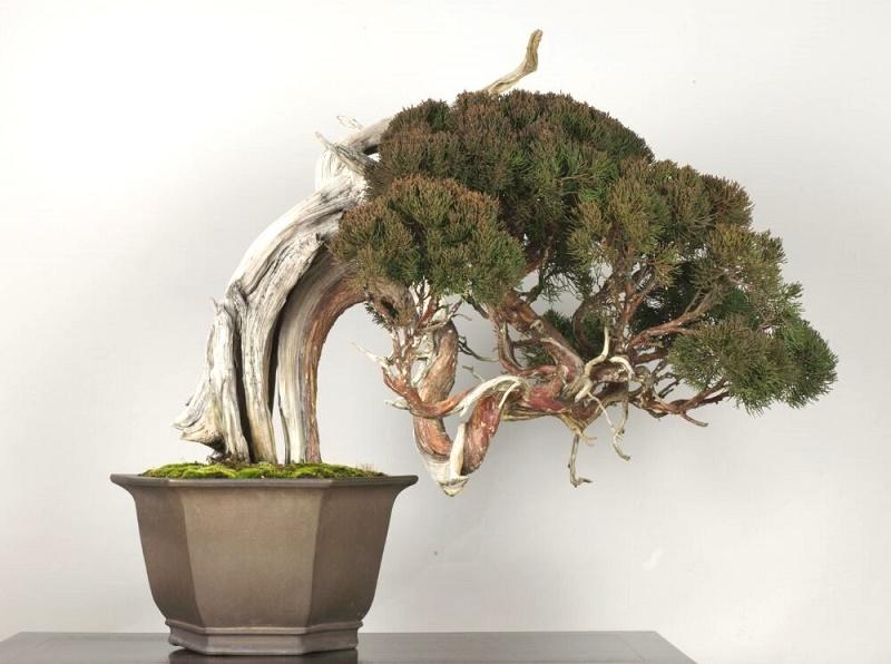 Juniperus chinensis Bonsai