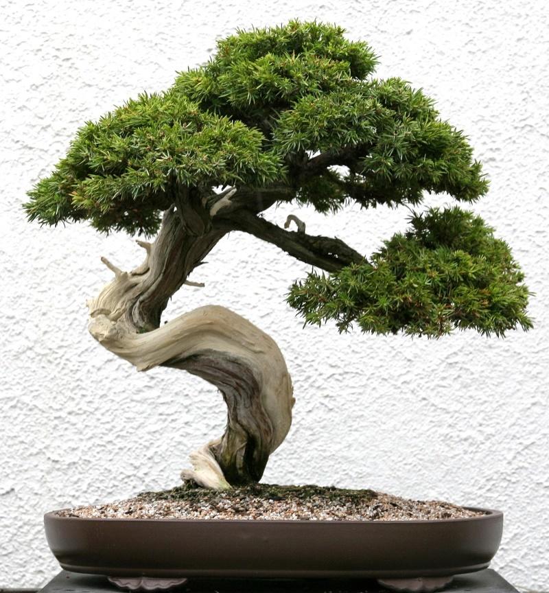 Juniperus communis Bonsai