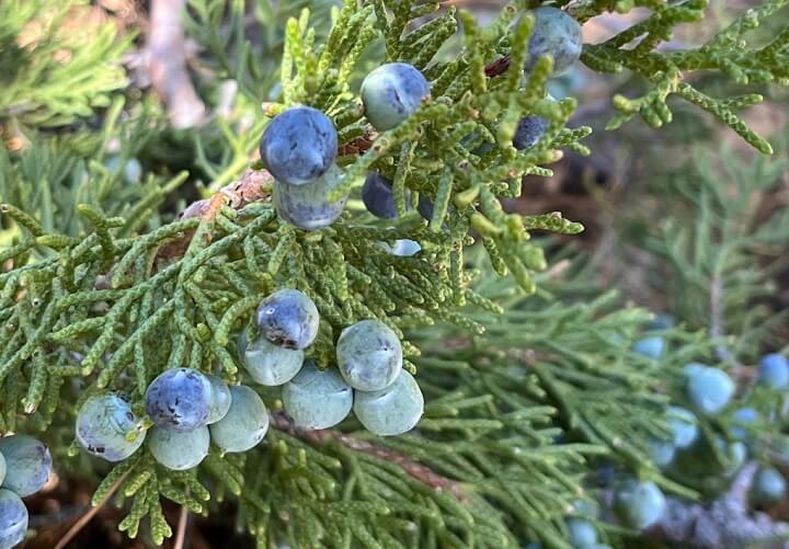 Juniperus grandis Fruit