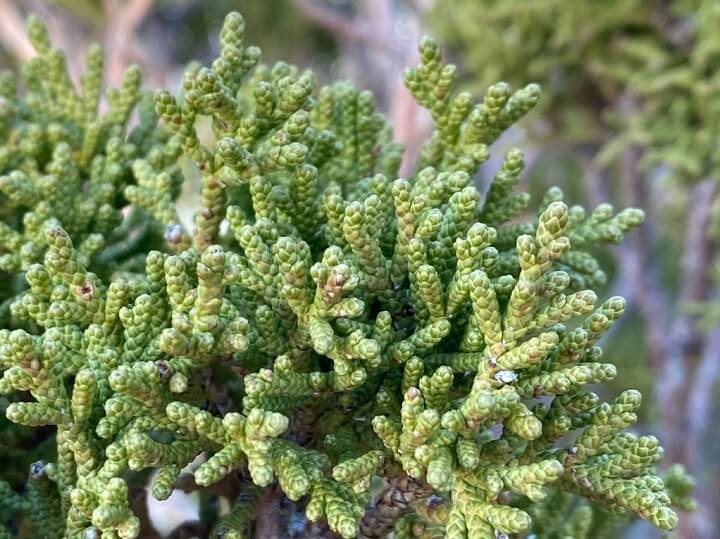 Juniperus grandis Leaf