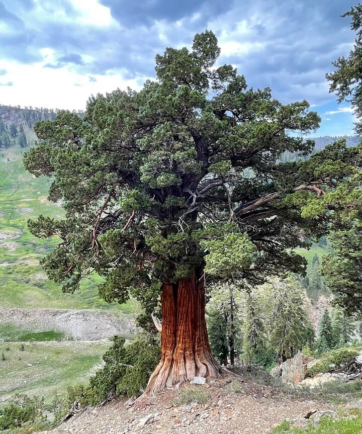 Juniperus grandis Tree