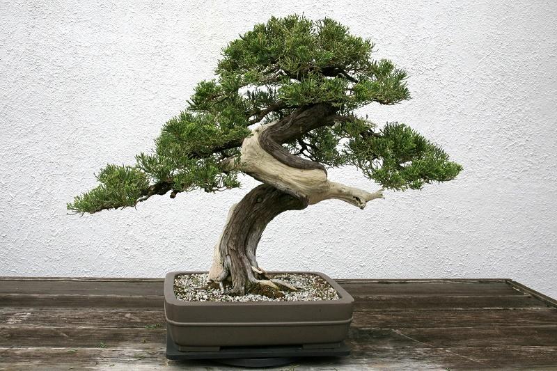 Juniperus horizontalis Bonsai