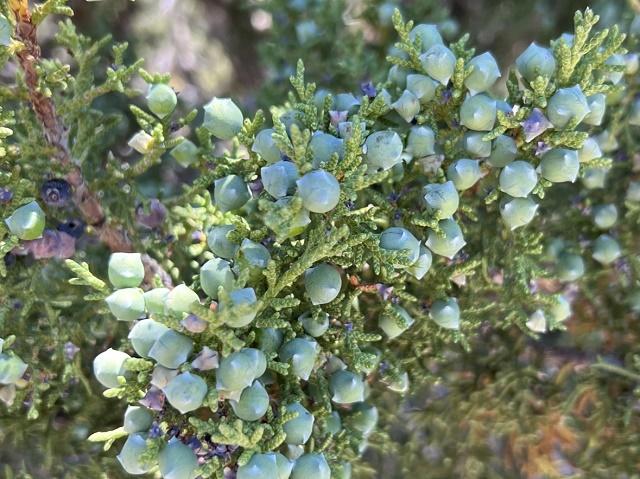 Juniperus osteosperma Fruit