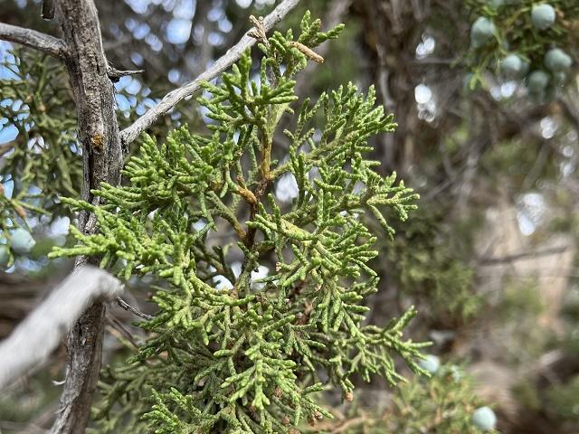 Juniperus osteosperma Leaves