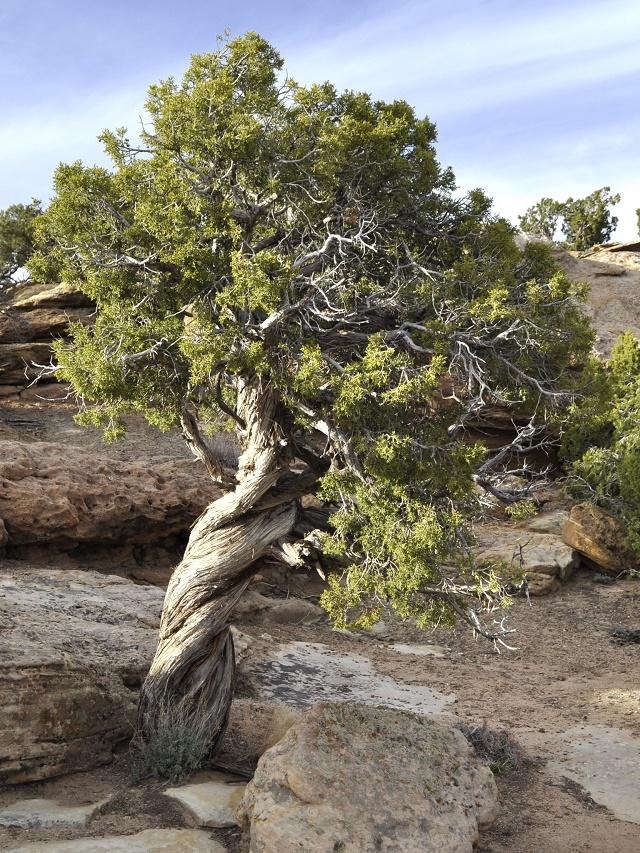 Juniperus osteosperma Tree