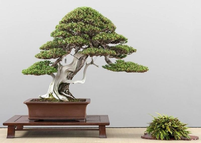 Juniperus procumbens Bonsai