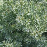 How to Repotting Juniperus Procumbens