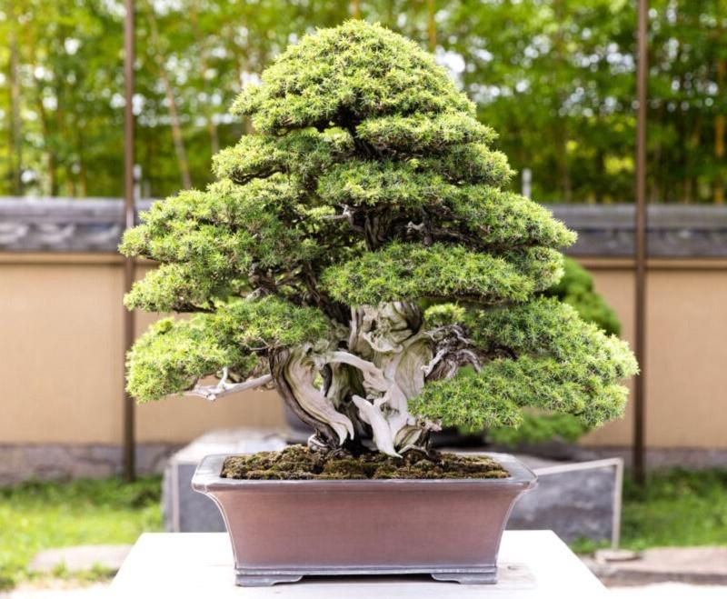 Juniperus rigida Bonsai