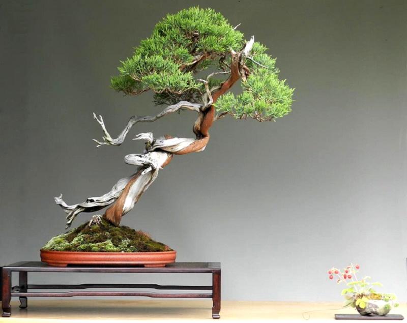 Juniperus sabina Bonsai