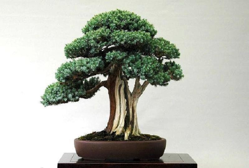 Juniperus squamata Bonsai