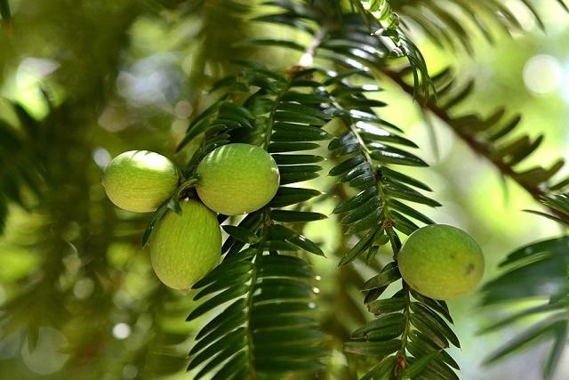 Kaya Fruit
