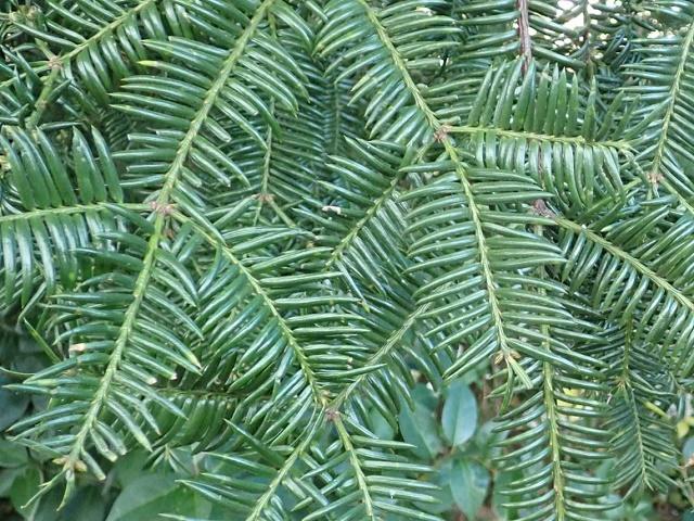 Kaya Leaves