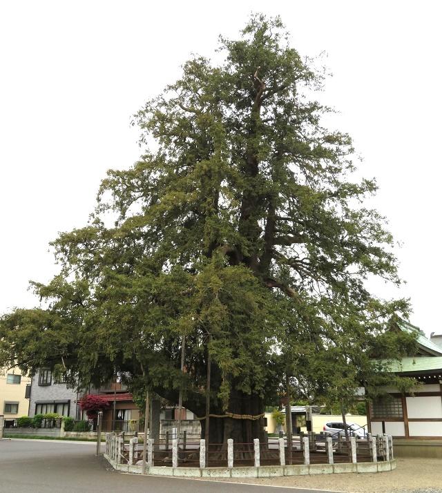 Kaya Tree