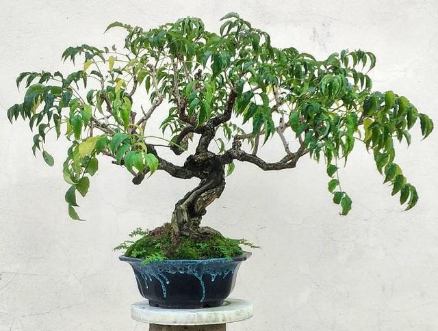 Kedondong Bonsai