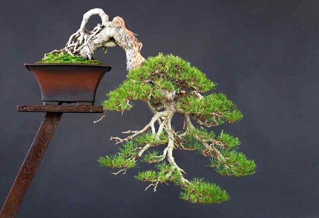 Cascade Bonsai Style