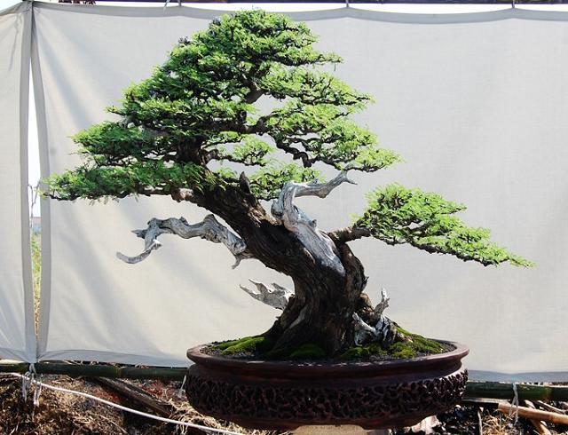 Acacia Bonsai