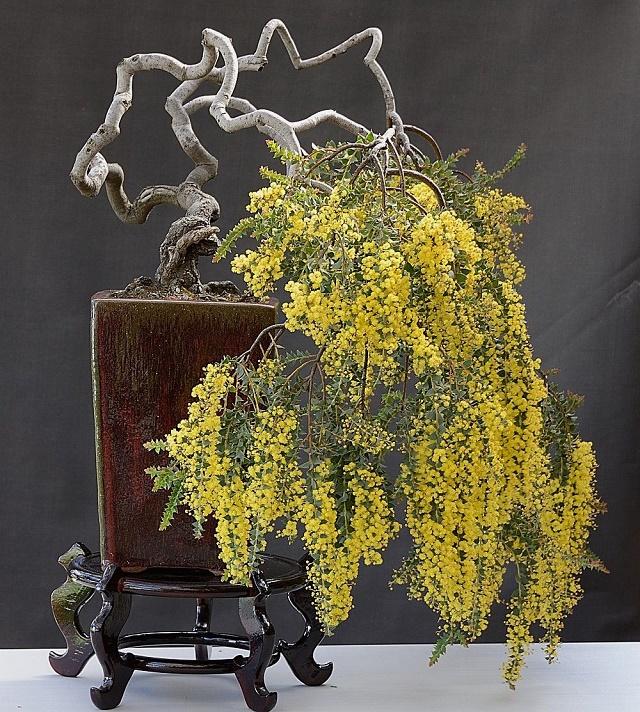 Knife-leaf Acacia Bonsai