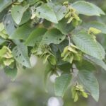 How to Repotting Korean Hornbeam